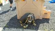 Fire-Rescue-EMR students undergoing SCBA training on the preschool lab playground.