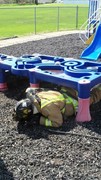 Fire-Rescue-EMR students undergoing SCBA training on the preschool lab playground.